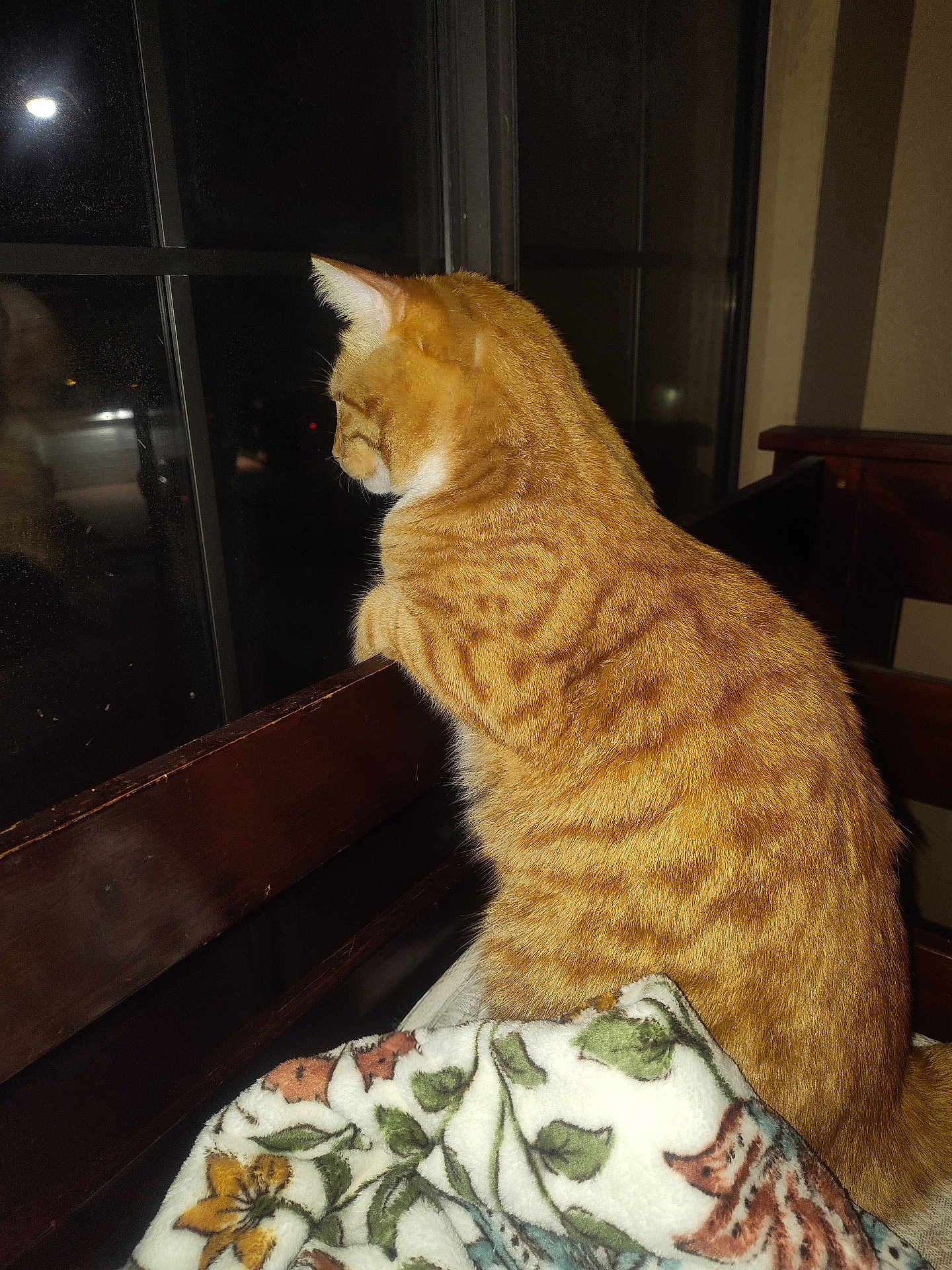 Leo is registered to the contest to win money with this photo: cat, orange_tabby, window, reflection, blanket, chair, night, indoor, feline, fur, curious, pet, animal, wood, cozy, domestic, looking_out, quiet, still_life, home