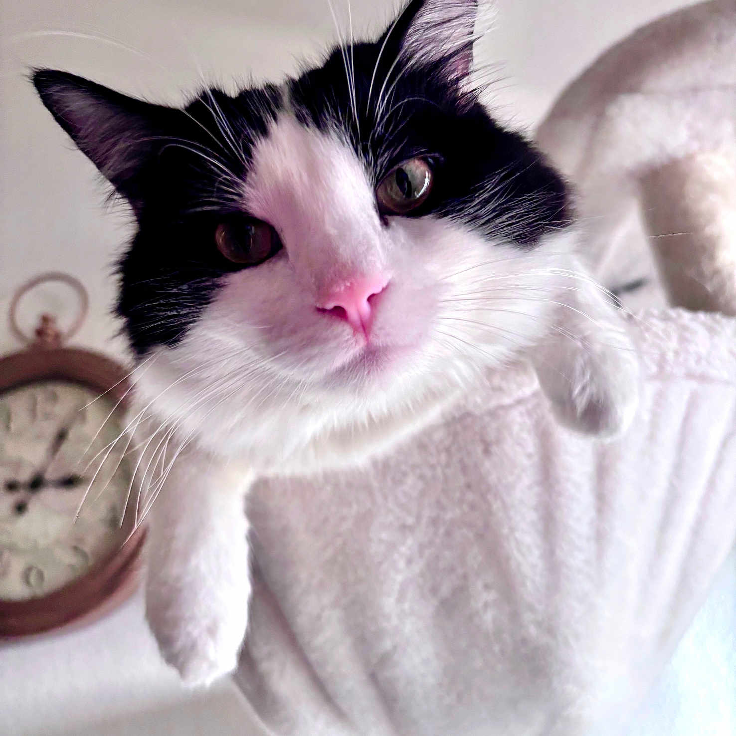Pandy