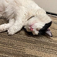 Pandy is registered to the contest to win money with this photo: cat, sleeping, white, black, fur, pink_nose, indoor, carpet, cozy, pet, animal, relaxed, closeup, resting, cute, whiskers, domestic, feline, floor, quiet
