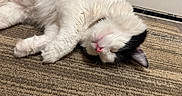 Pandy is registered to the contest to win money with this photo: animal, black, carpet, cat, closeup, cozy, cute, domestic, feline, floor, fur, indoor, pet, pink_nose, quiet, relaxed, resting, sleeping, whiskers, white