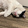 cat, sleeping, white, black, fur, pink_nose, indoor, carpet, cozy, pet, animal, relaxed, closeup, resting, cute, whiskers, domestic, feline, floor, quiet