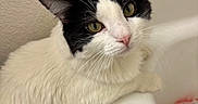 Pandy is registered to the contest to win money with this photo: cat, black_and_white, pet, indoor, bathtub, curious, whiskers, feline, closeup, green_eyes, fur, animal, side_view, looking_up, pink_nose, domestic_cat, white_fur, black_fur, wall, container