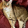 cat, tabby_cat, pet, animal, feline, green_eyes, whiskers, paws, fur, striped, relaxed, indoor, blanket, textured, maroon, resting, close_up, portrait, cute, domestic_cat