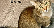 Dare Dare joined the competition — help win amazing prizes! cat, tabby_cat, green_eyes, pet, animal, feline, curious, looking_up, sitting, carpet, wooden_floor, indoor, fur, whiskers, ears, tail, close_up, text_overlay, bold_text, flooring