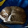 Dare Dare joined the competition — help win amazing prizes! cat, tabby, sleeping, curled_up, chair, indoor, pet, feline, cozy, rest, fur, paw, tail, relaxation, domestic_animal, cute, whiskers, animal, blue, quiet