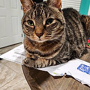 Atlas is registered to the contest to win money with this photo: cat, tabby_cat, indoor, table, papers, wooden_table, green_eyes, fur, striped, pet, animal, closeup, relaxed, domestic_cat, feline, whiskers, ears, floor, door, background