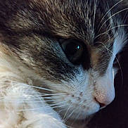 Chilka participe au concours pour gagner de l'argent avec cette photo : abyssinian, angora, animal, cat, kitten, manx, pet, siamese, snout