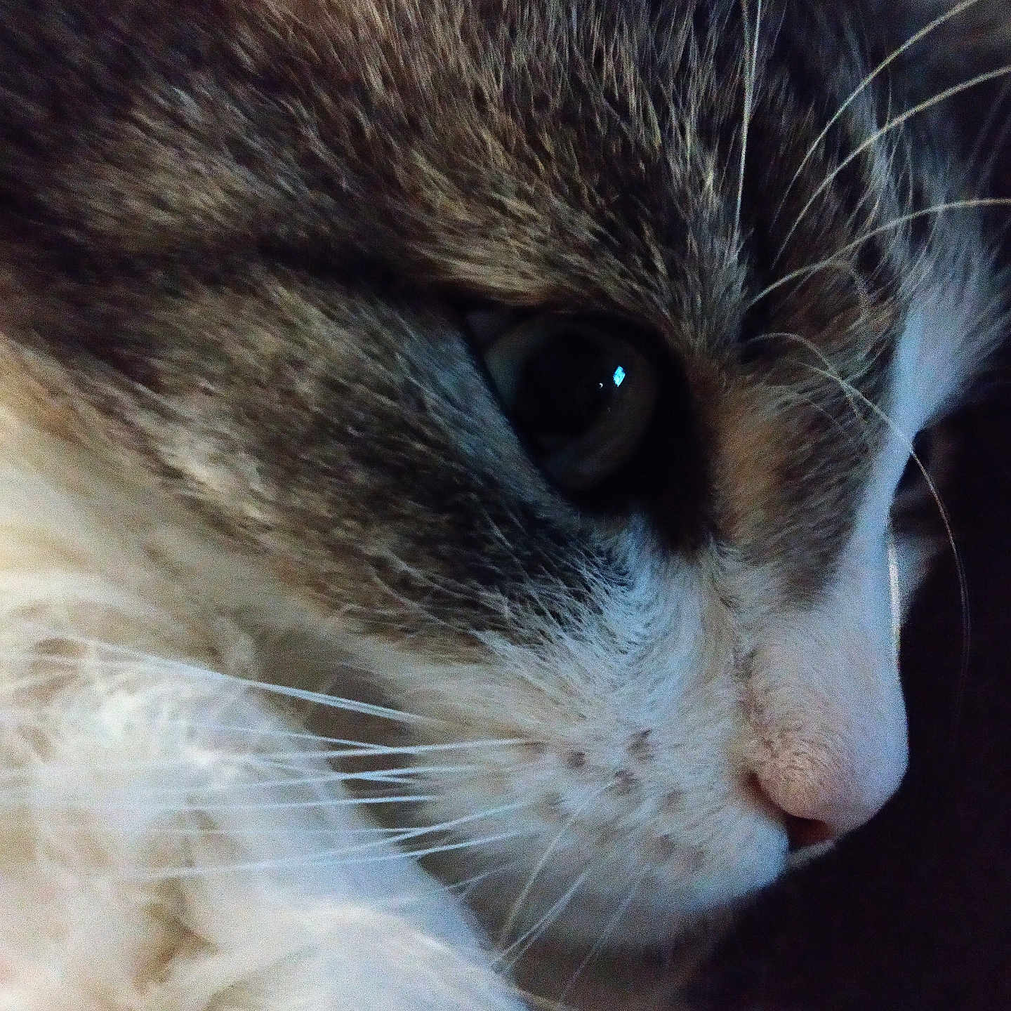 Chilka participe au concours pour gagner de l'argent avec cette photo : abyssinian, angora, animal, cat, kitten, manx, pet, siamese, snout