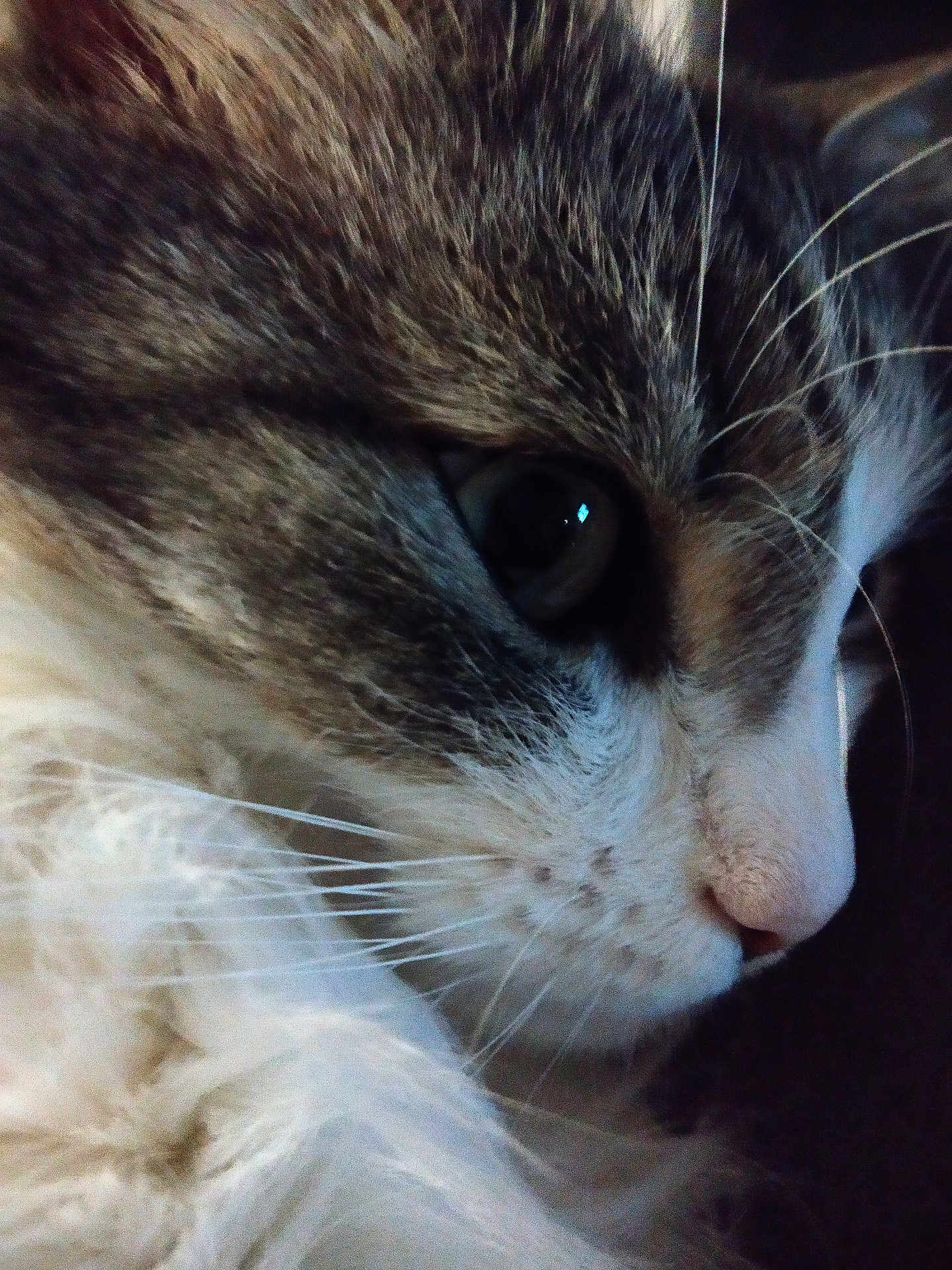 Chilka participe au concours pour gagner de l'argent avec cette photo : abyssinian, angora, animal, cat, kitten, manx, pet, siamese, snout