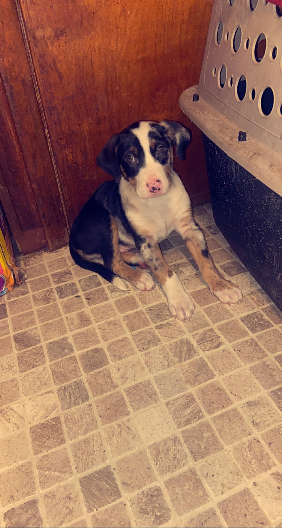 Roxy is registered to the contest to win money with this photo: ball, canidae, carnivore, companion_dog, dog, dog_breed, door, fawn, floor, flooring, hardwood, house, metal, pet_supply, snout, sporting_group, tail, tile_flooring, wood, working_animal