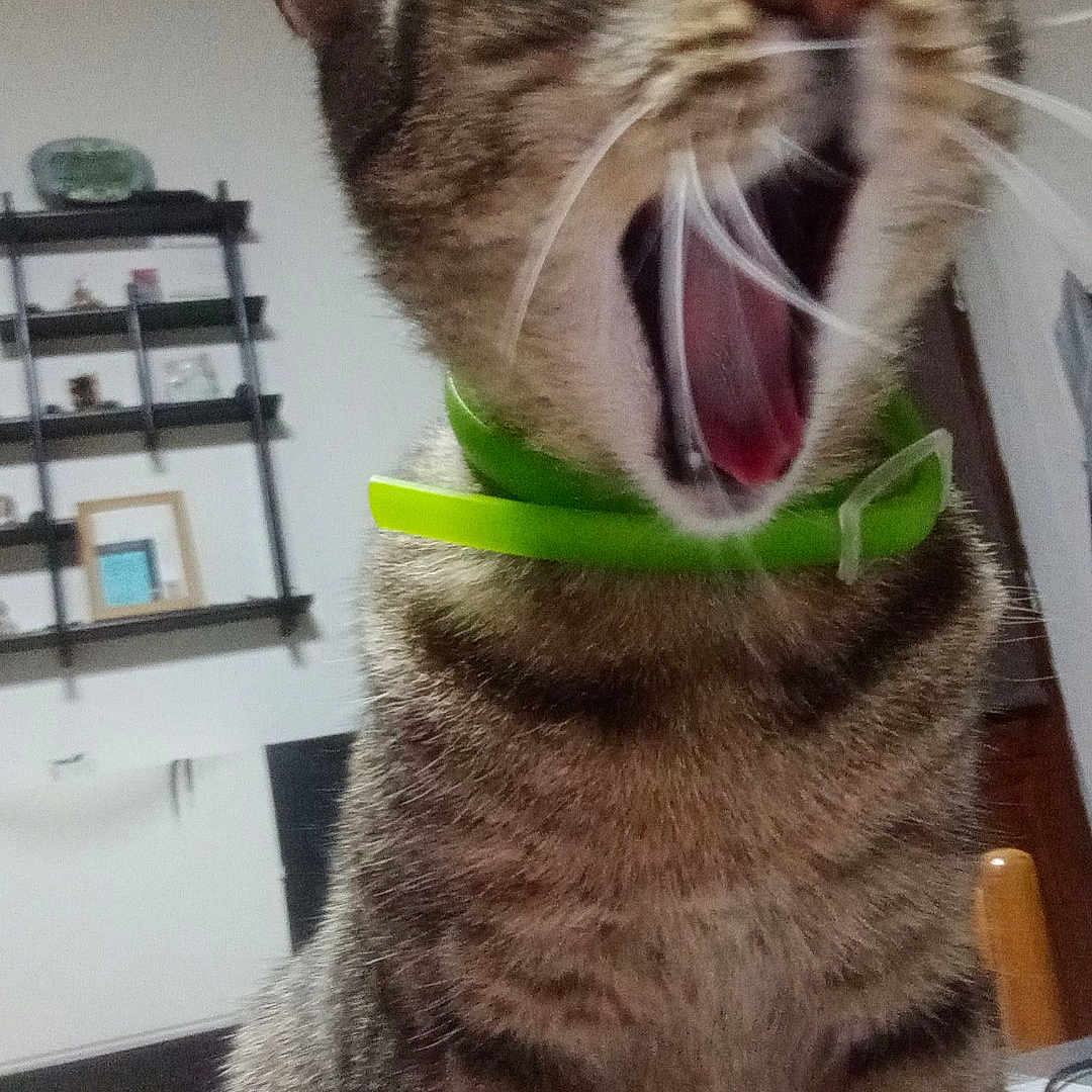 Skippy a rejoint le concours — aidez-le/la à gagner de superbes lots ! abyssinian, accessories, animal, bodypart, cat, face, formalwear, furniture, head, indoors, kitten, mouth, person, pet, photography, plant, portrait, pottedplant, teeth, tongue