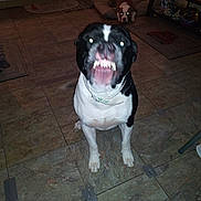 Face is registered to the contest to win money with this photo: dog, indoor, tile_floor, dog_bed, furniture, flash, glowing_eyes, black_and_white_dog, brown_and_white_dog, pet, animal, teeth, mouth_open, floor, home, mat, shelf, blur, night, two_dogs