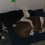 Face is registered to the contest to win money with this photo: animal, black_and_white_dog, brown_and_white_dog, canine, companion, cozy, cute, dog, dog_bed, domestic, floor, indoor, laying_down, paw, pet, quiet, relaxed, resting, sleeping, two_dogs