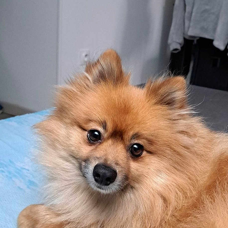 Obiwan a rejoint le concours — aidez-le/la à gagner de superbes lots ! animal, bed, bedroom, canine, cockerspaniel, dog, eskimodog, face, furniture, head, indoors, interiordesign, papillon, person, pet, photoframe, photography, portrait, puppy, room