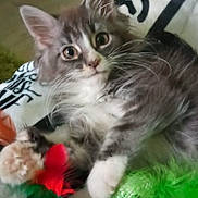 Ari participe au concours pour gagner de l'argent avec cette photo : kitten, cat, gray, white, fluffy, pet, animal, toy, feathers, ball, blanket, indoor, cute, playful, whiskers, ears, paws, curious, resting, feline
