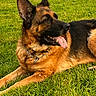 dog, german_shepherd, grass, outdoor, pet, animal, tongue_out, collar, field, sunlight, alert, notification, lock_screen, digital_clock, text_message, phone_screen, ears_up, lying_down, daytime, nature