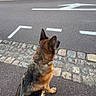 Orphée a rejoint le concours — aidez-le/la à gagner de superbes lots ! animal, cobblestone, daytime, dog, footwear, german_shepherd, jeans, leash, outdoor, pavement, person, pet, road, shoe, sidewalk, stone_wall, street, urban, waiting, walking