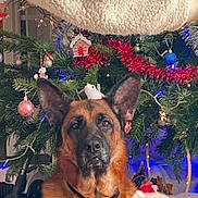 Orphée a rejoint le concours — aidez-le/la à gagner de superbes lots ! animal, background, christmas_tree, collar, decorations, dog, ears, face, festive, fur, german_shepherd, holiday, human_arm, indoor, lights, ornaments, pet, red_tinsel, sleeve, white_sweater