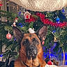 animal, background, christmas_tree, collar, decorations, dog, ears, face, festive, fur, german_shepherd, holiday, human_arm, indoor, lights, ornaments, pet, red_tinsel, sleeve, white_sweater