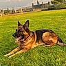 dog, german_shepherd, grass, field, outdoor, sunset, sky, clouds, tongue_out, pet, canine, animal, nature, fence, building, tree, collar, playful, relaxed, ear