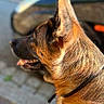Orphée participe au concours pour gagner de l'argent avec cette photo : animal, black, blurred_background, brown, canine, car, close_up, collar, daylight, dog, ears, fur, german_shepherd, muzzle, outdoor, pavement, pet, profile, sunlight, watchful
