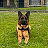 Orphée participe au concours pour gagner de l'argent avec cette photo : dog, german_shepherd, grass, outdoor, pet, animal, canine, lying_down, greenery, flower, nature, fence, building, ears_up, alert, muzzle, collar, daylight, portrait, domestic_animal