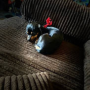 Khloe is registered to the contest to win money with this photo: puppy, dog, brown_couch, ribbed_texture, red_bow, sleeping, indoor, pet, cozy, sunlight, small_dog, nap, furniture, resting, black_dog, tan_markings, curled_up, domestic, quiet, cute