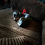 puppy, dog, brown_couch, ribbed_texture, red_bow, sleeping, indoor, pet, cozy, sunlight, small_dog, nap, furniture, resting, black_dog, tan_markings, curled_up, domestic, quiet, cute