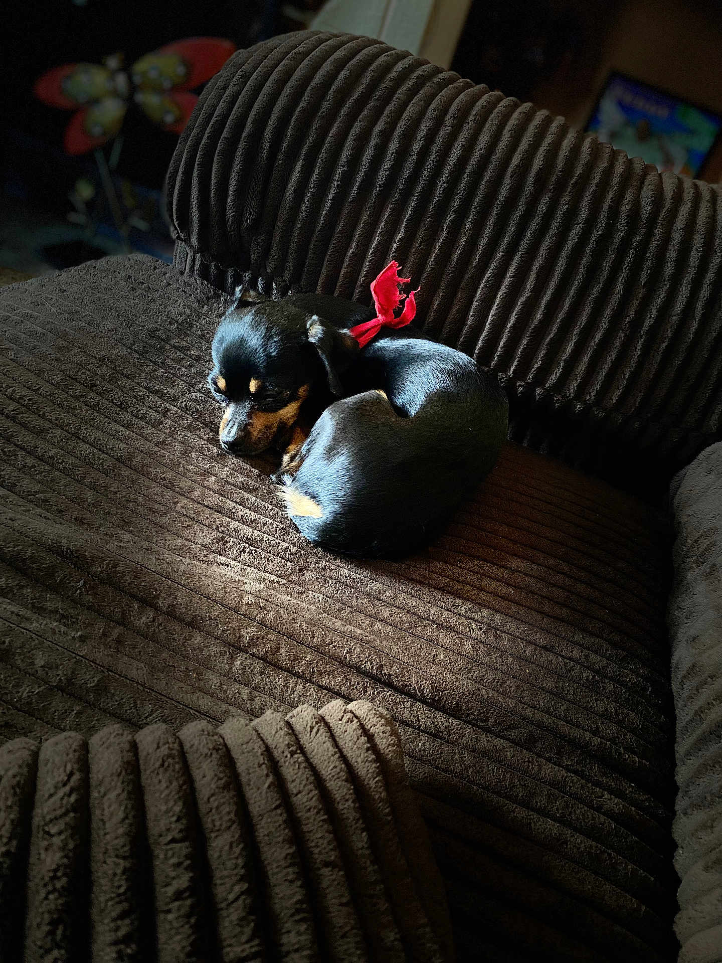Khloe is registered to the contest to win money with this photo: puppy, dog, brown_couch, ribbed_texture, red_bow, sleeping, indoor, pet, cozy, sunlight, small_dog, nap, furniture, resting, black_dog, tan_markings, curled_up, domestic, quiet, cute