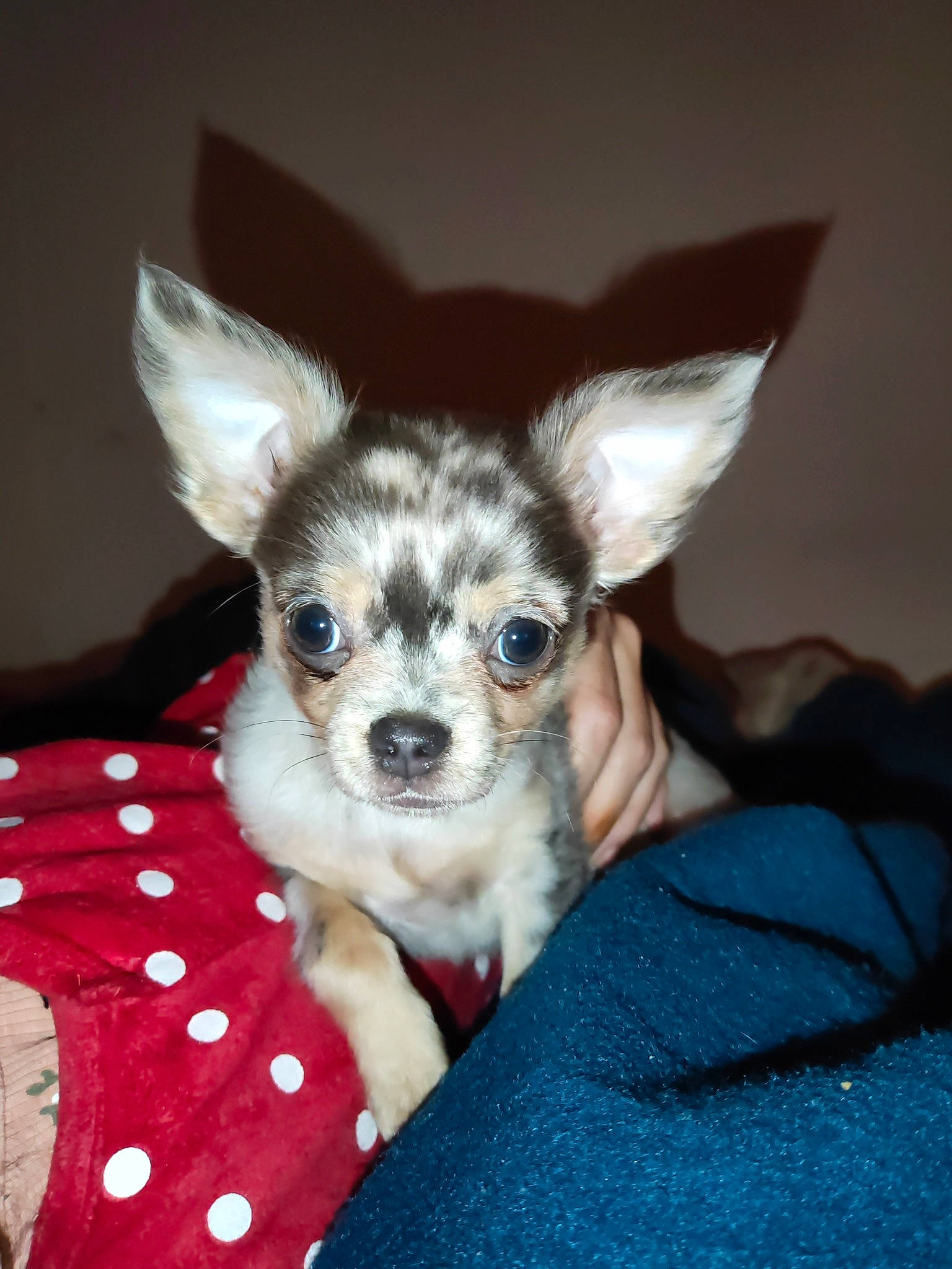 Buddy a rejoint le concours — aidez-le/la à gagner de superbes lots ! canidae, carnivore, chihuahua, comfort, companion_dog, corgi_chihuahua, dog, dog_breed, dog_supply, ear, fawn, fur, pattern, paw, puppy, snout, sporting_group, toy_dog, whiskers, working_animal