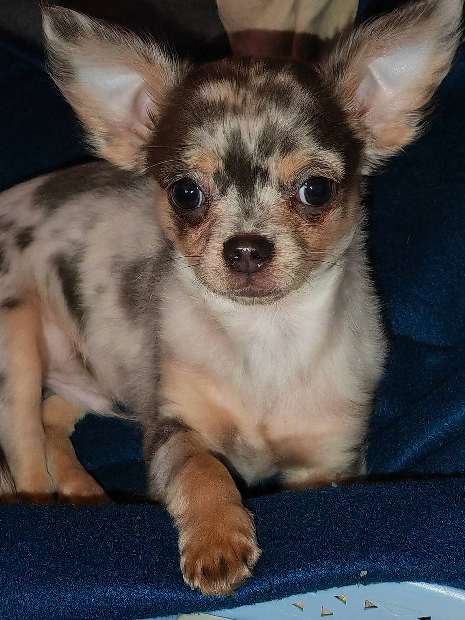 Buddy participe au concours pour gagner de l'argent avec cette photo : bored, canidae, carnivore, companion_dog, corgi_chihuahua, dog, dog_breed, ear, fawn, fur, non_sporting_group, platter, serveware, snout, terrestrial_animal, toy_dog, whiskers, working_animal