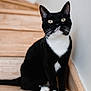 cat, tuxedo_cat, black_and_white, stairs, wooden_stairs, pet, animal, indoor, whiskers, paws, curious, sitting, feline, fur, closeup, portrait, domestic_animal, cute, house, natural_light