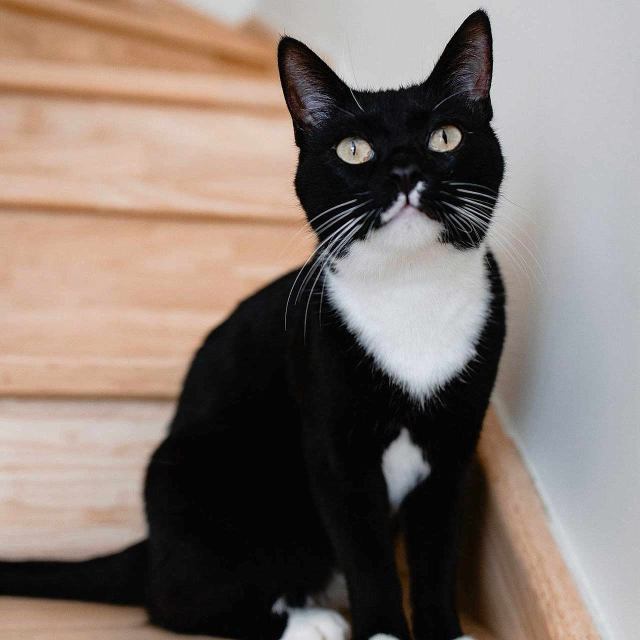 Loki a rejoint le concours — aidez-le/la à gagner de superbes lots ! animal, black_and_white, cat, closeup, curious, cute, domestic_animal, feline, fur, house, indoor, natural_light, paws, pet, portrait, sitting, stairs, tuxedo_cat, whiskers, wooden_stairs