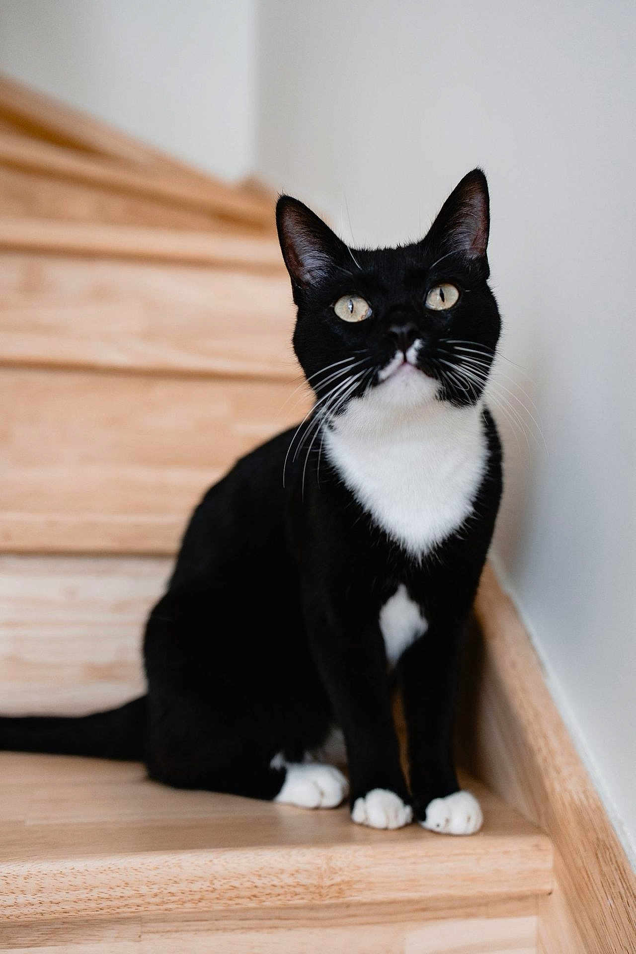 Loki a rejoint le concours — aidez-le/la à gagner de superbes lots ! cat, tuxedo_cat, black_and_white, stairs, wooden_stairs, pet, animal, indoor, whiskers, paws, curious, sitting, feline, fur, closeup, portrait, domestic_animal, cute, house, natural_light