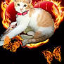 animal, background, butterflies, cat, closeup, collar, cute, decorative, feline, fire, flaming_heart, kitten, lying_down, orange, orange_and_white, pet, portrait, red_collar, whiskers, white