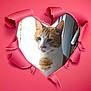 Kinder participe au concours pour gagner de l'argent avec cette photo : animal, background, cat, closeup, curious, ears, face, feline, heart_shape, indoor, looking, orange_cat, pet, pink_paper, portrait, soft_light, tear, whiskers, white_cat, window