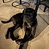 Athena joined the competition — help win amazing prizes! dog, black_dog, pet, animal, lying_down, sitting, carpet, indoor, home, furniture, patio_furniture, metal_table, chair, floor, portrait, looking_at_camera, shiny_coat, long_legs, relaxed, household