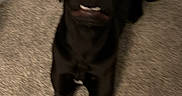 Athena joined the competition — help win amazing prizes! dog, black_dog, pet, animal, lying_down, carpet, indoors, hallway, door, home, long_legs, floppy_ears, open_mouth, smiling, goofy, relaxed, portrait, vertical_photo, floor, household