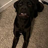 dog, black_dog, pet, animal, lying_down, carpet, indoors, hallway, door, home, long_legs, floppy_ears, open_mouth, smiling, goofy, relaxed, portrait, vertical_photo, floor, household