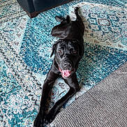 Athena joined the competition — help win amazing prizes! dog, black_dog, pet, animal, lying_down, upside_down, happy, smiling, tongue_out, portrait, indoor, living_room, rug, patterned_rug, leather_chair, sofa, furniture, relaxed, playful, photography