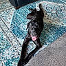 dog, black_dog, pet, animal, lying_down, upside_down, happy, smiling, tongue_out, portrait, indoor, living_room, rug, patterned_rug, leather_chair, sofa, furniture, relaxed, playful, photography