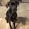 dog, puppy, black_dog, sitting, indoor, living_room, floor, wooden_floor, sofa, carpet, stairs, pet, animal, portrait, front_view, long_legs, floppy_ears, shiny_coat, paws, home