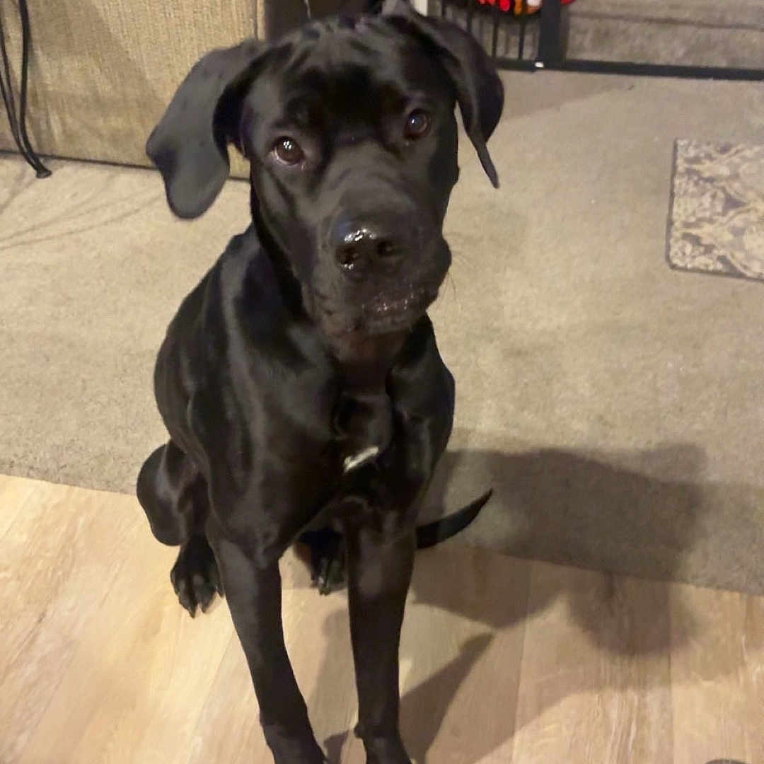 Athena joined the competition — help win amazing prizes! dog, puppy, black_dog, sitting, indoor, living_room, floor, wooden_floor, sofa, carpet, stairs, pet, animal, portrait, front_view, long_legs, floppy_ears, shiny_coat, paws, home