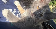 Hazel joined the competition — help win amazing prizes! cat, kitten, gray_cat, fluffy, pet, animal, person, face, selfie, cuddling, car, vehicle, interior, outdoor, sunlight, greenery, fur, whiskers, golden_eye, portrait