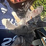 cat, kitten, gray_cat, fluffy, pet, animal, person, face, selfie, cuddling, car, vehicle, interior, outdoor, sunlight, greenery, fur, whiskers, golden_eye, portrait