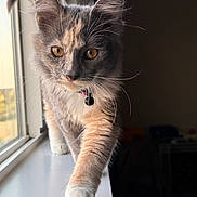 Hazel joined the competition — help win amazing prizes! cat, tortoiseshell, fluffy, long_hair, golden_eyes, whiskers, ears, collar, bell, paw, windowsill, window, indoor, portrait, close_up, dramatic_lighting, sunlight, curious, standing, pet