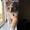 cat, tortoiseshell, fluffy, long_hair, golden_eyes, whiskers, ears, collar, bell, paw, windowsill, window, indoor, portrait, close_up, dramatic_lighting, sunlight, curious, standing, pet