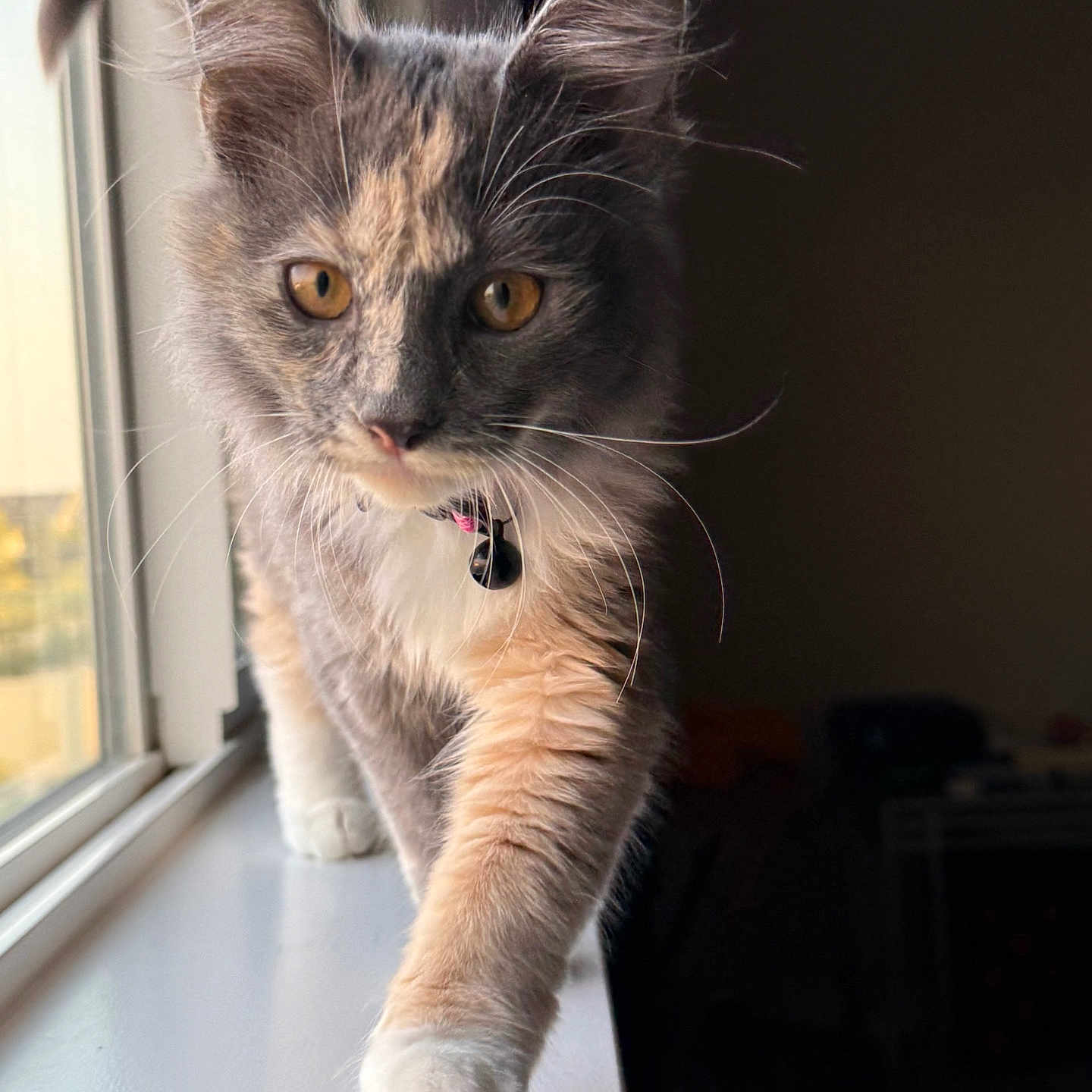 Hazel