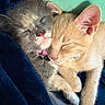 kittens, cats, sleeping, cuddling, cute, adorable, furry, gray_cat, orange_cat, closed_eyes, pink_nose, whiskers, ears, paws, blanket, cozy, indoor, portrait, closeup, companionship