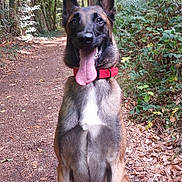 Alma participe au concours pour gagner de l'argent avec cette photo : dog, canine, pet, forest, trail, path, nature, outdoor, greenery, trees, leaves, happy, tongue_out, collar, sitting, animal, mammal, ears_up, portrait, daylight